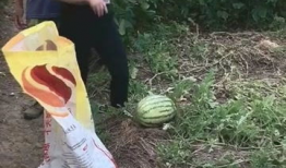 爆料吃瓜回家的路,揭秘吃瓜群众回家路上的那些事儿